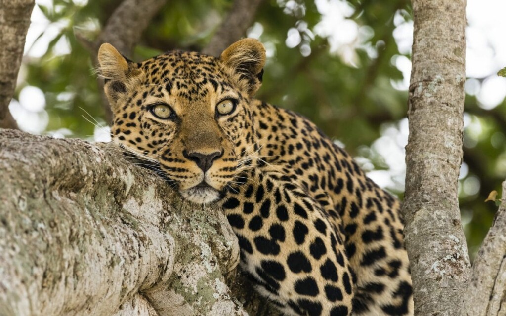 Safari grande migration nord 7 jours