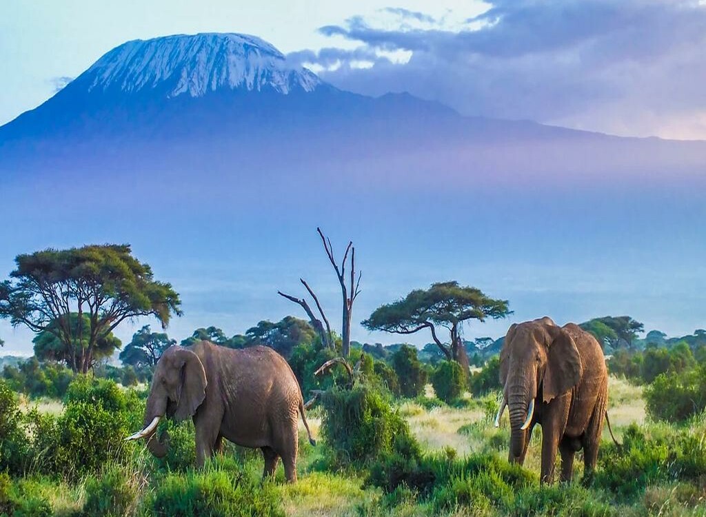 Safari grande migration & Zanzibar 1